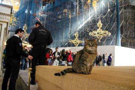 Hagia Sophia Cat