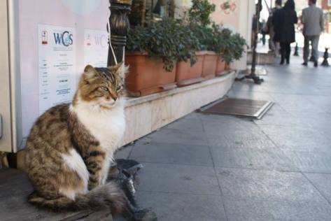 1897856_821423467874002_371038843_n